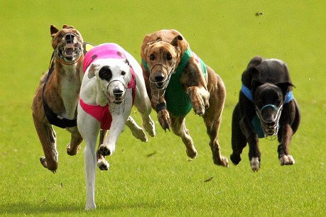 Mike Baird confirms backflip on greyhound racing ban