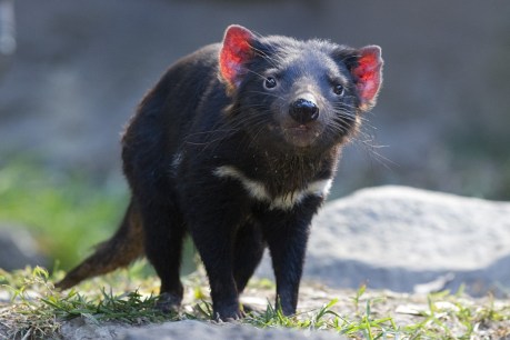 Tasmanian devils beating cancer through adaptation