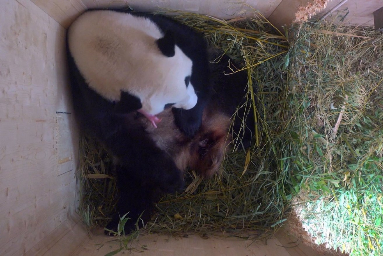 Yang Yang cradles her new cub.