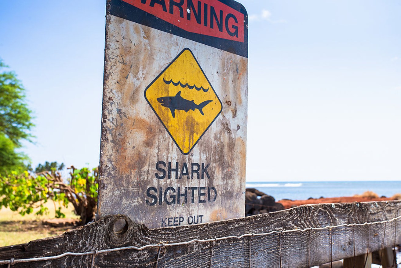 A risk to water users at Trigg beach was reported after 61 shark sightings in two months.