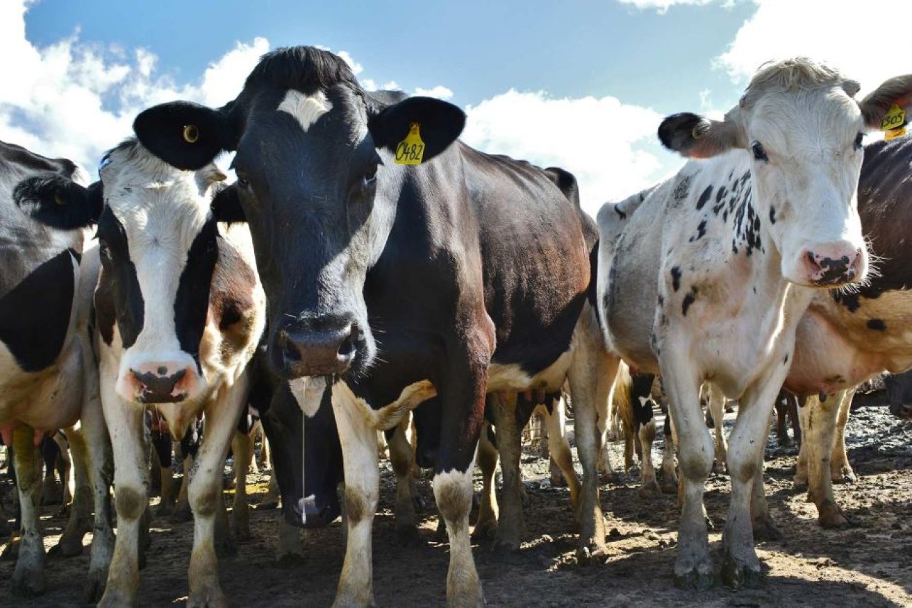 Many fears the latest milk price cut could be the last straw for some farmers.