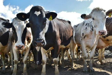 Dairy industry crisis: cows culled, PM in emergency talks