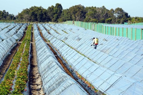Strawberry pickers working in &#8216;labour camp&#8217; conditions