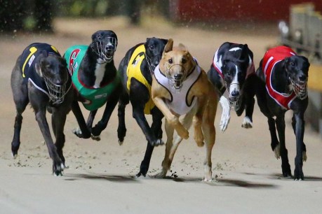 Tasmania &#8216;will not close the greyhound industry&#8217;: Minister