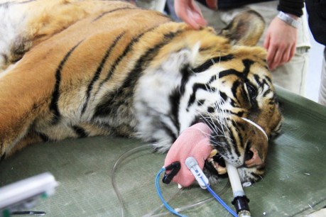 Kemiri the Sumatran tiger gets pre-birthday health check