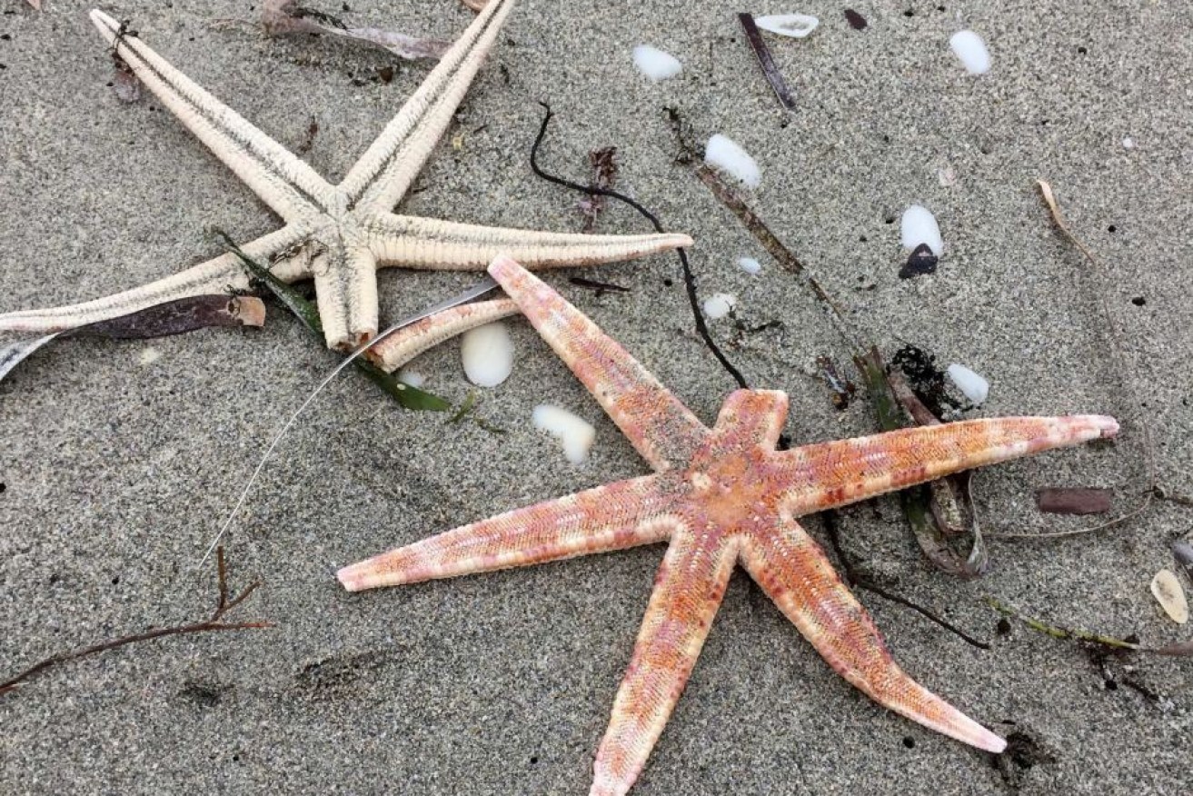 Some of the starfish have washed up on CY O'Connor Beach in North Coogee.