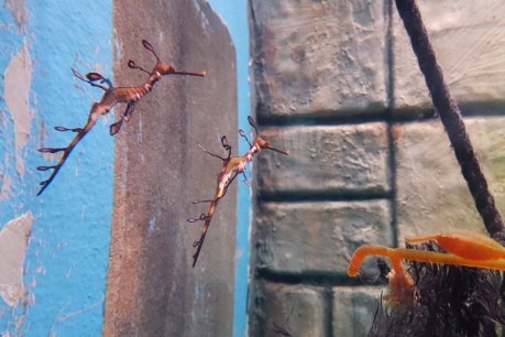 &#8216;Near threatened&#8217; baby weedy sea dragons make debut at Melbourne Aquarium