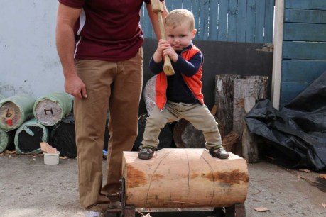 Woodchopping toddler &#8216;has the makings of future Ekka champion&#8217;