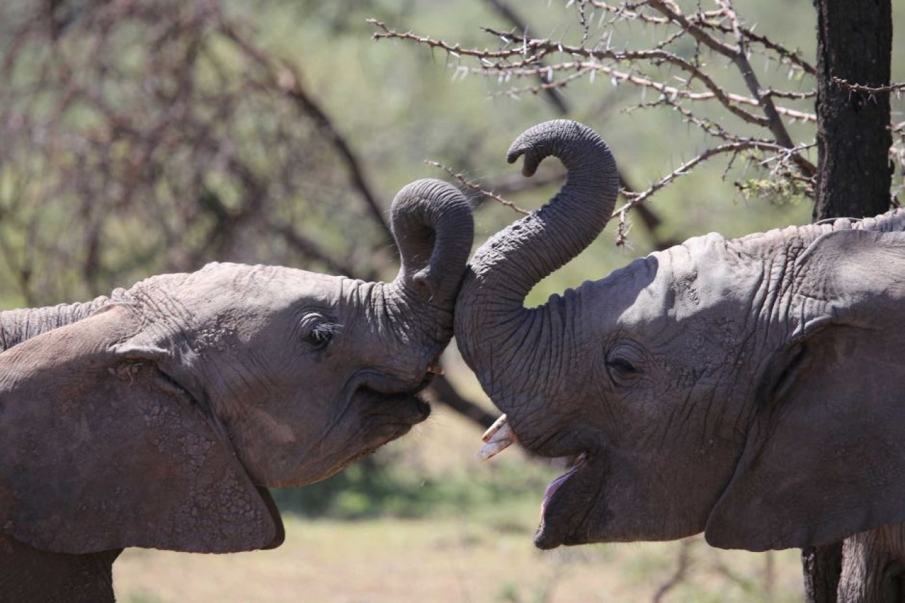 The elephant population in the Gorongosa National Park is recovering after years of poaching.