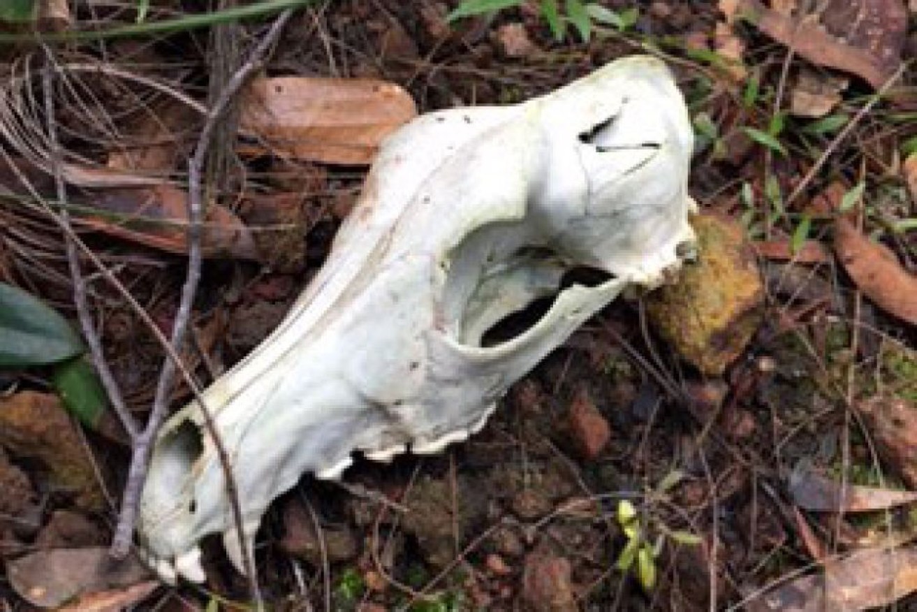 A bushwalker came across skulls in bushland in the Swan Bay area.