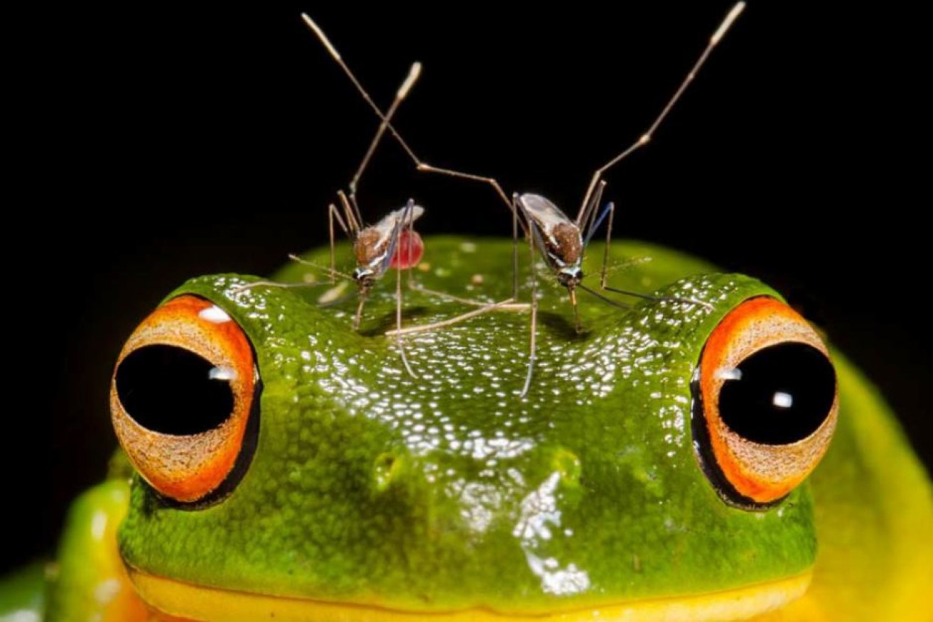The winning photo, "Piercing Headache" of an orange-eyed tree frog and a pair of mosquitoes.
