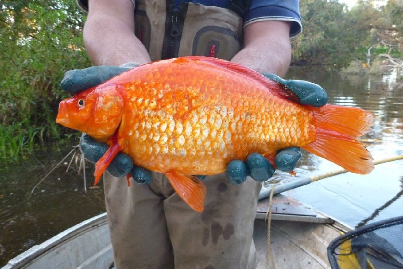 A 1.9-kilogram goldfish found in the Vasse River.