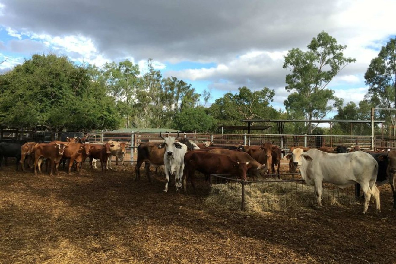 Grazier hopes prices will remain high when he sells the calves of these cattle in two years' time.

