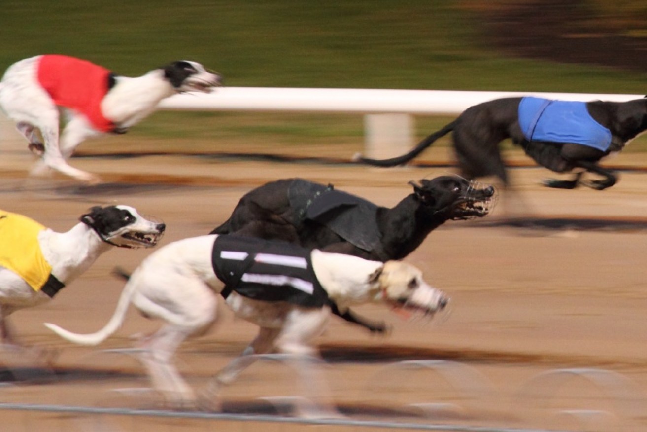 The greyhound racing ban was prompted by revelations of live baiting.