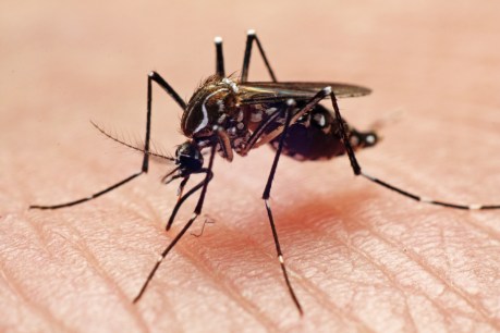 Mosquito numbers to surge in Top End