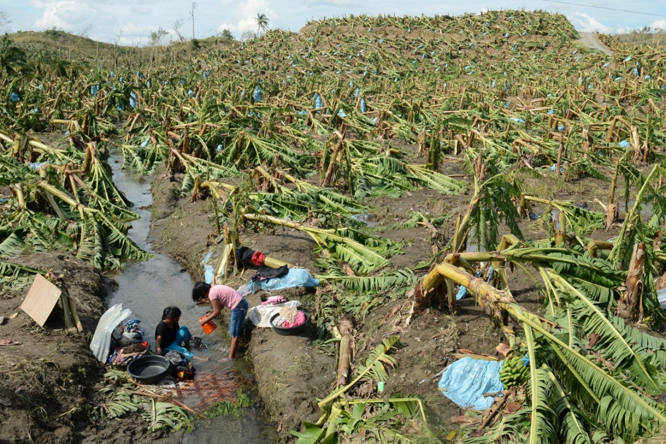 A newly identified disease strain has the potential to wipe out the world's banana crops.