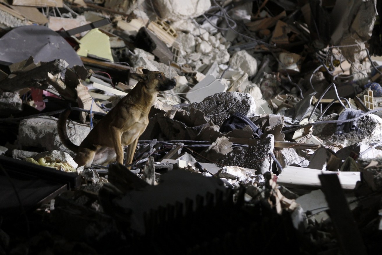 An earthquake rescue dog works among the rubble of a decimated Italian town. 
