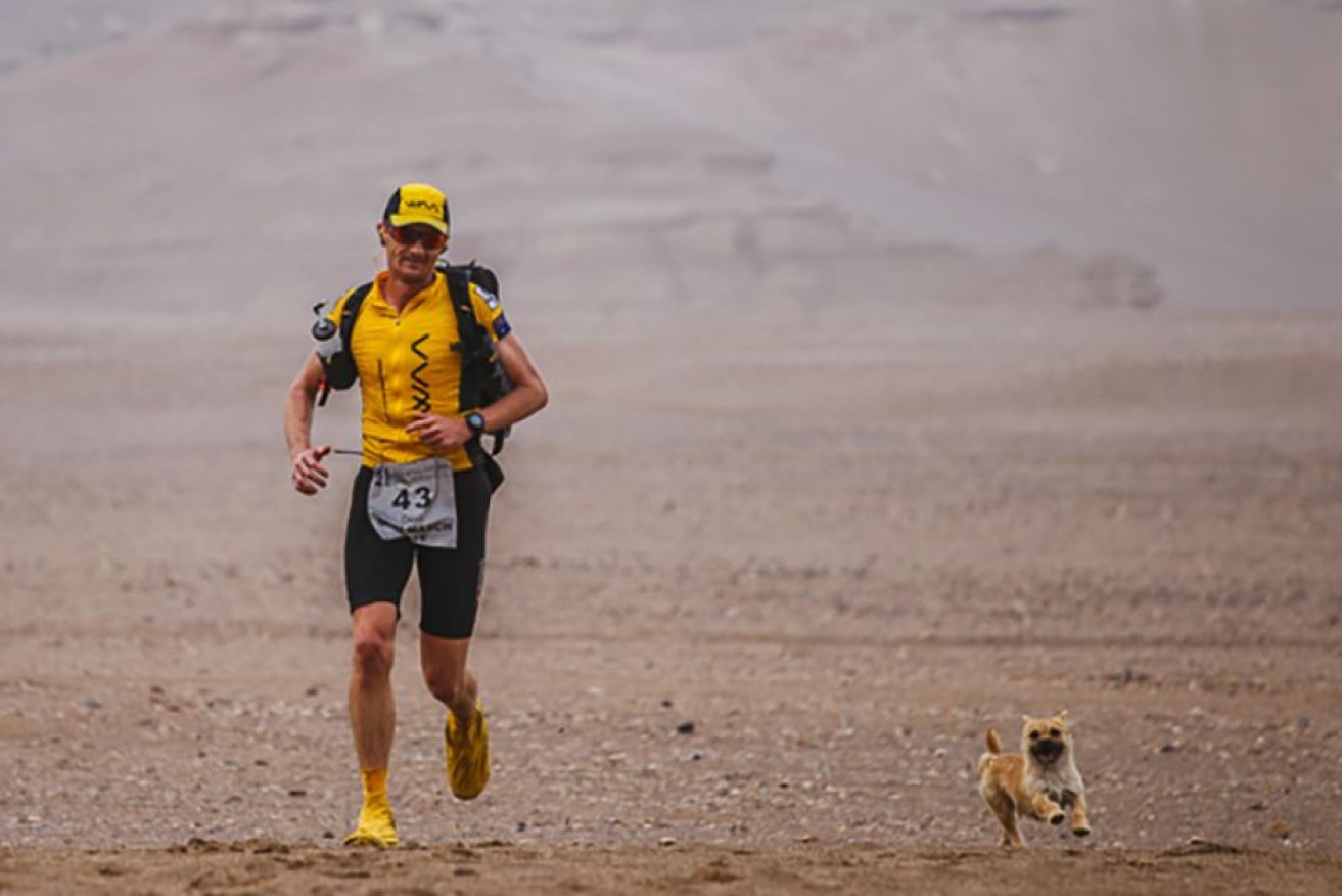 Gobi the dog ran almost half of the 250-kilometre Gobi March with Dion Leonard.