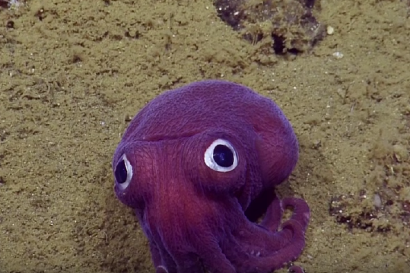 The squid has almost 820,000 views on YouTube. 