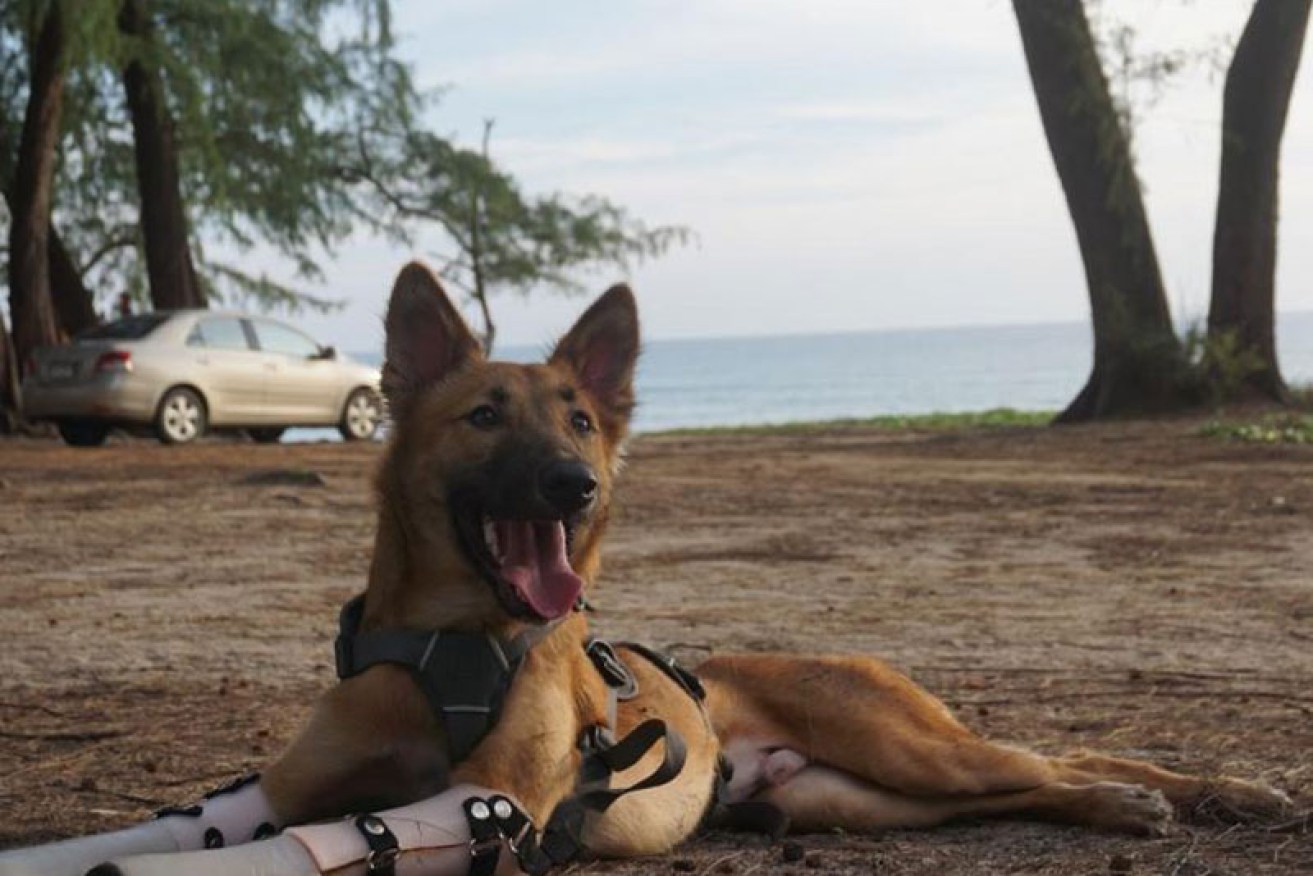 Cola can enjoy the beach post-attack after new prosthetics gave him the freedom to run again. 