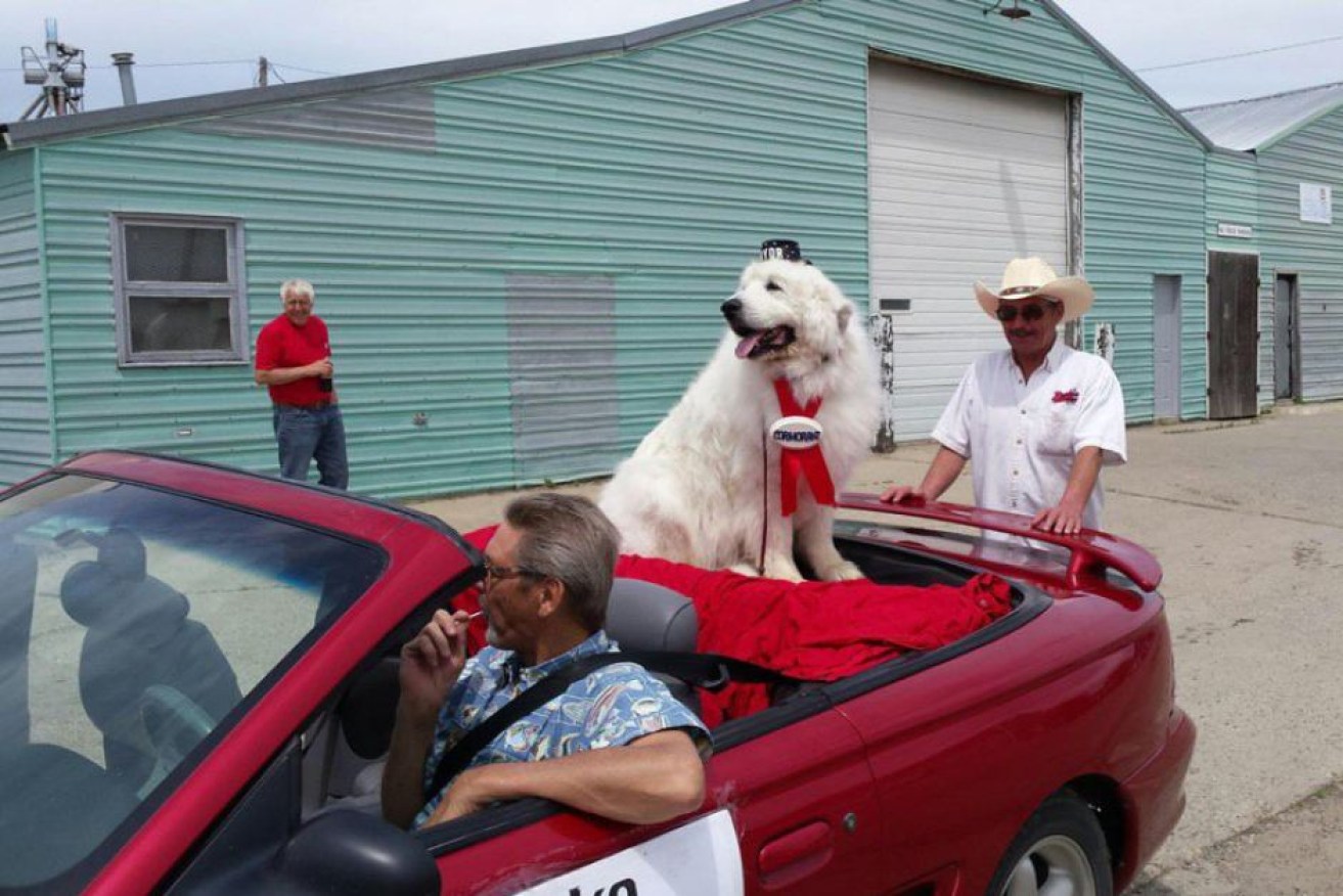 The 9-year-old great pyrenees was first elected in 2014.