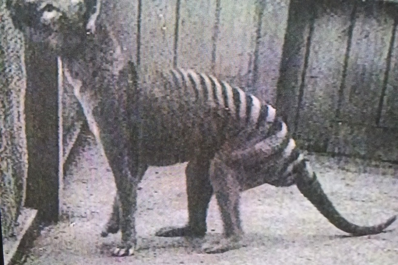  The last known Tasmanian tiger died in captivity at Hobart Zoo in 1936.