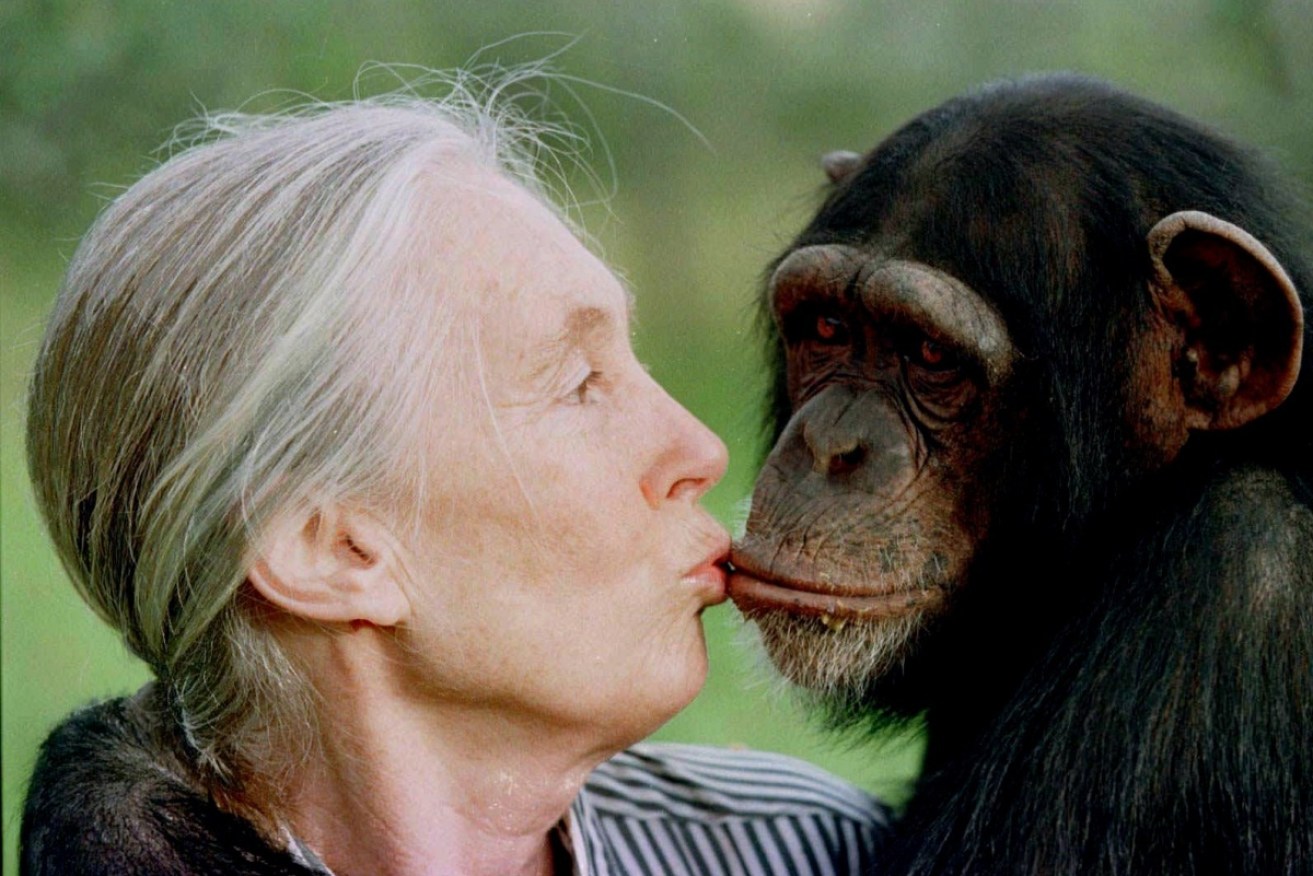Jane Goodall sees Trump as a real chest-beater. 