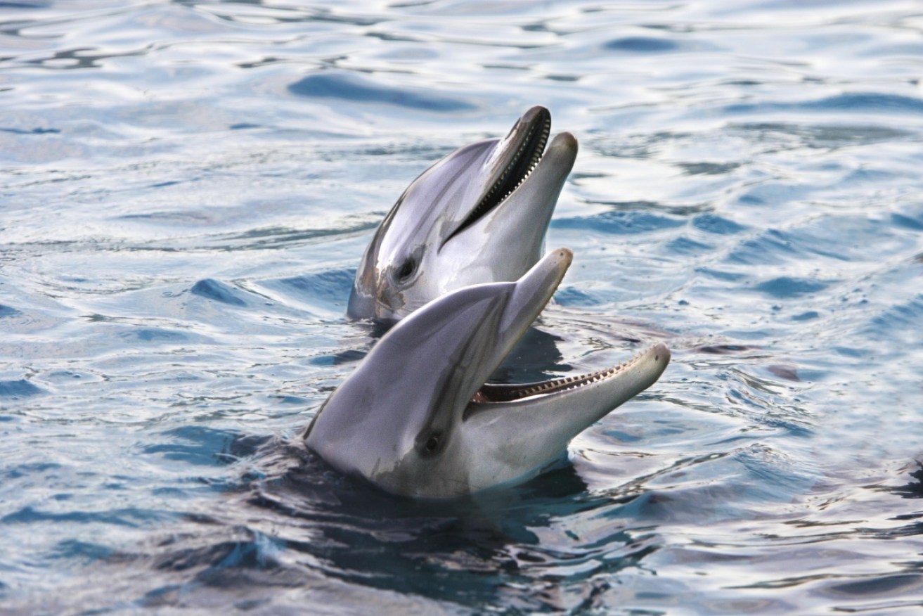 Dolphins can learn and teach behaviours. Photo: Getty