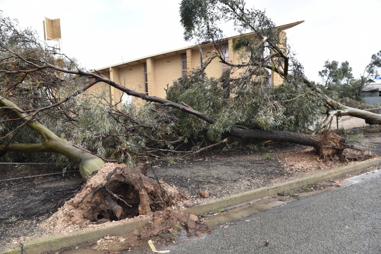 Uprooted trees near a damaged church in Blyth ... South Australia is coming back to life after the devastating storm.