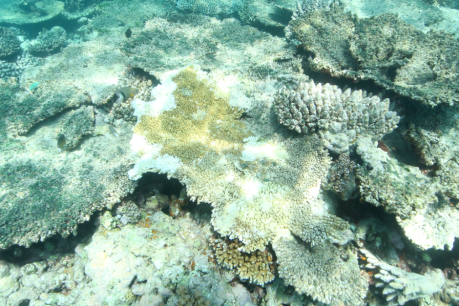 About 40 per cent of coral dead in some parts of reef: report