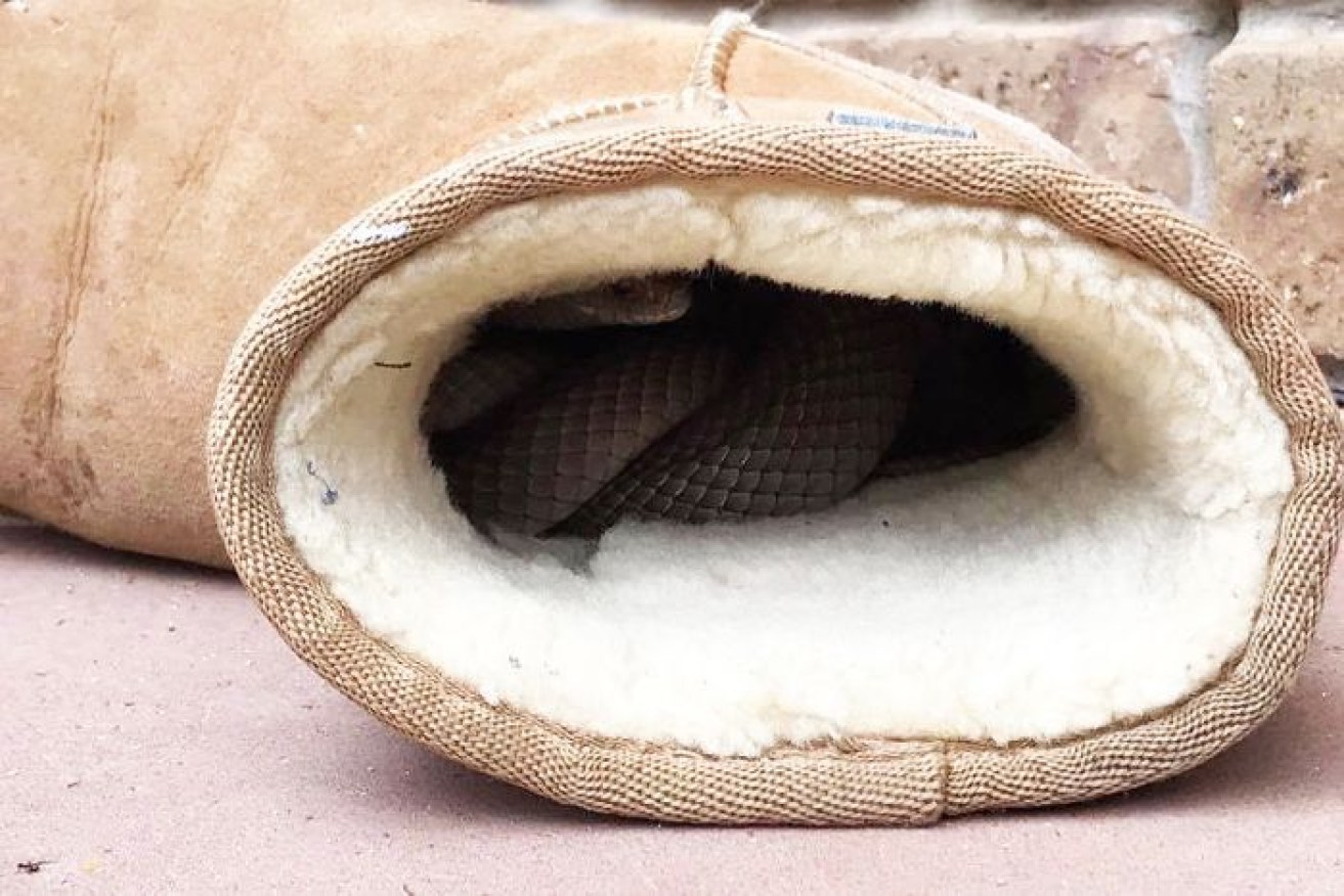 When you're about to put your Uggs on, this is not what you want to see. 