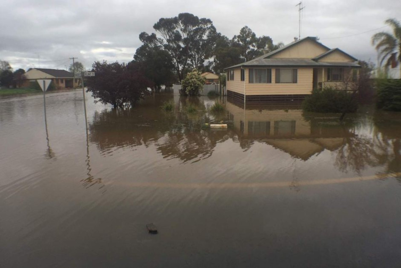 The Lachlan River has peaked and at least 100 properties are flooded. Photo: ABC