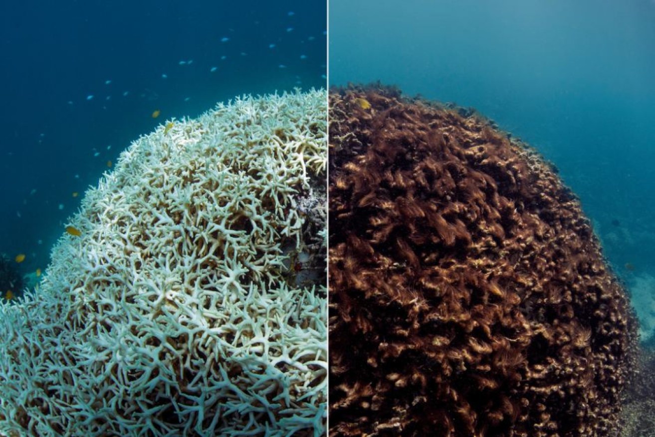 March and April saw the worst bleaching in the reef's history. Photo: XL Caitlin Seaview Survey