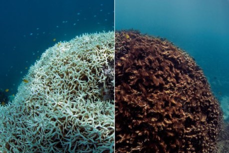 Severe bleaching to seriously affect Barrier Reef spawning event