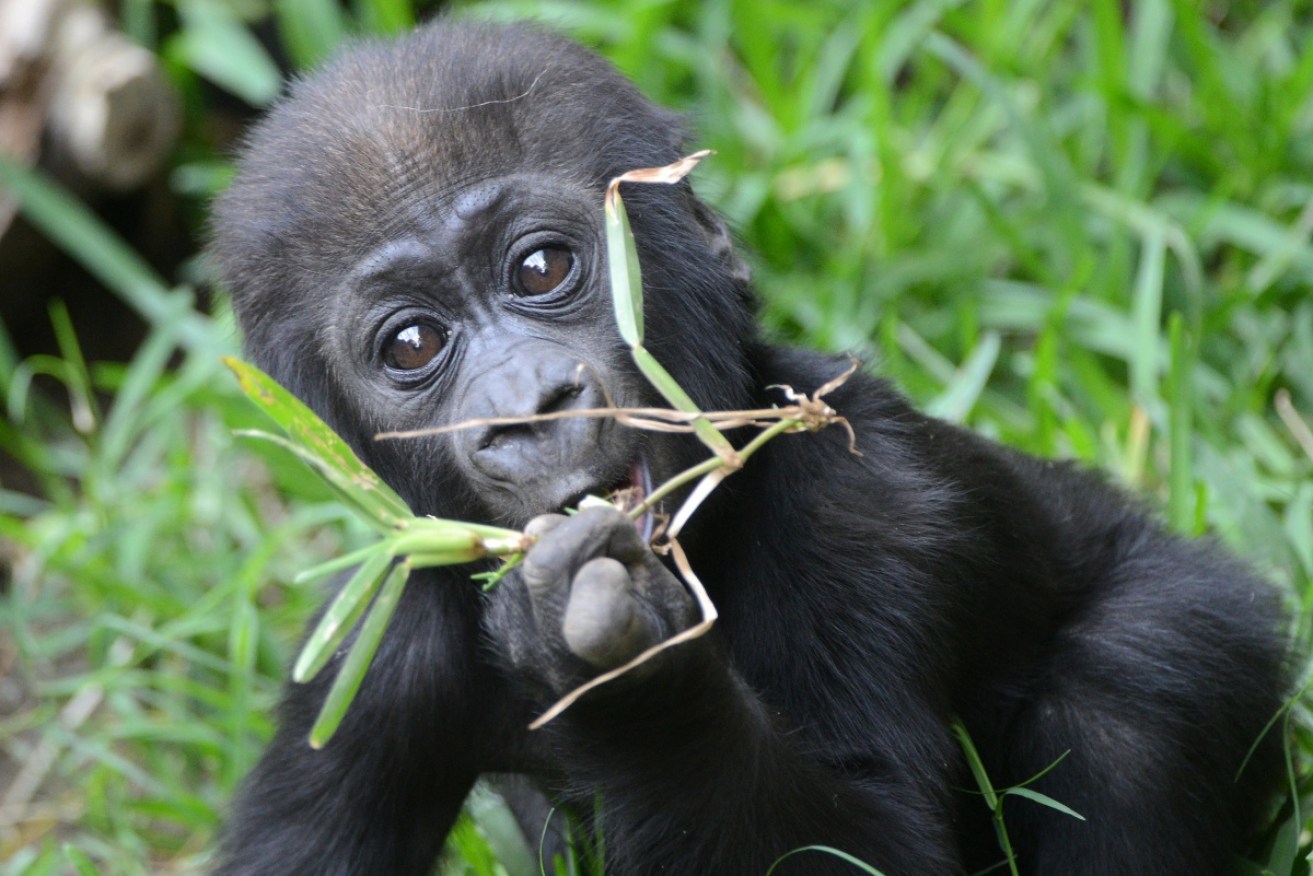 War, hunting and loss of land has seen a 70 per cent decline in Eastern gorillas.