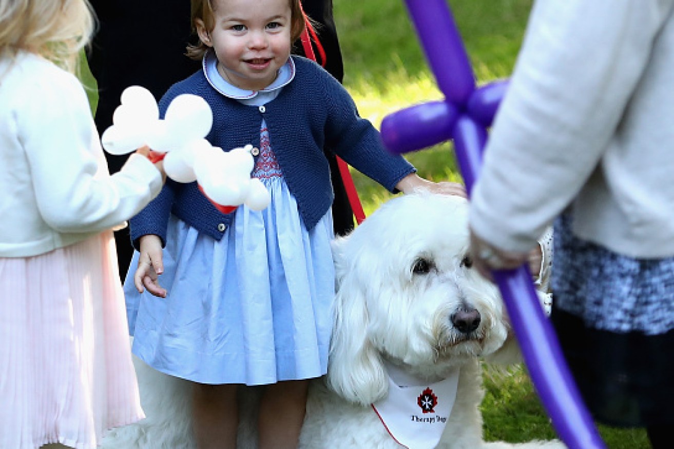 In one of the most recent pictures released by her parents, Princess Charlotte plays meets a big white pooch late in 2016. Photo: Getty