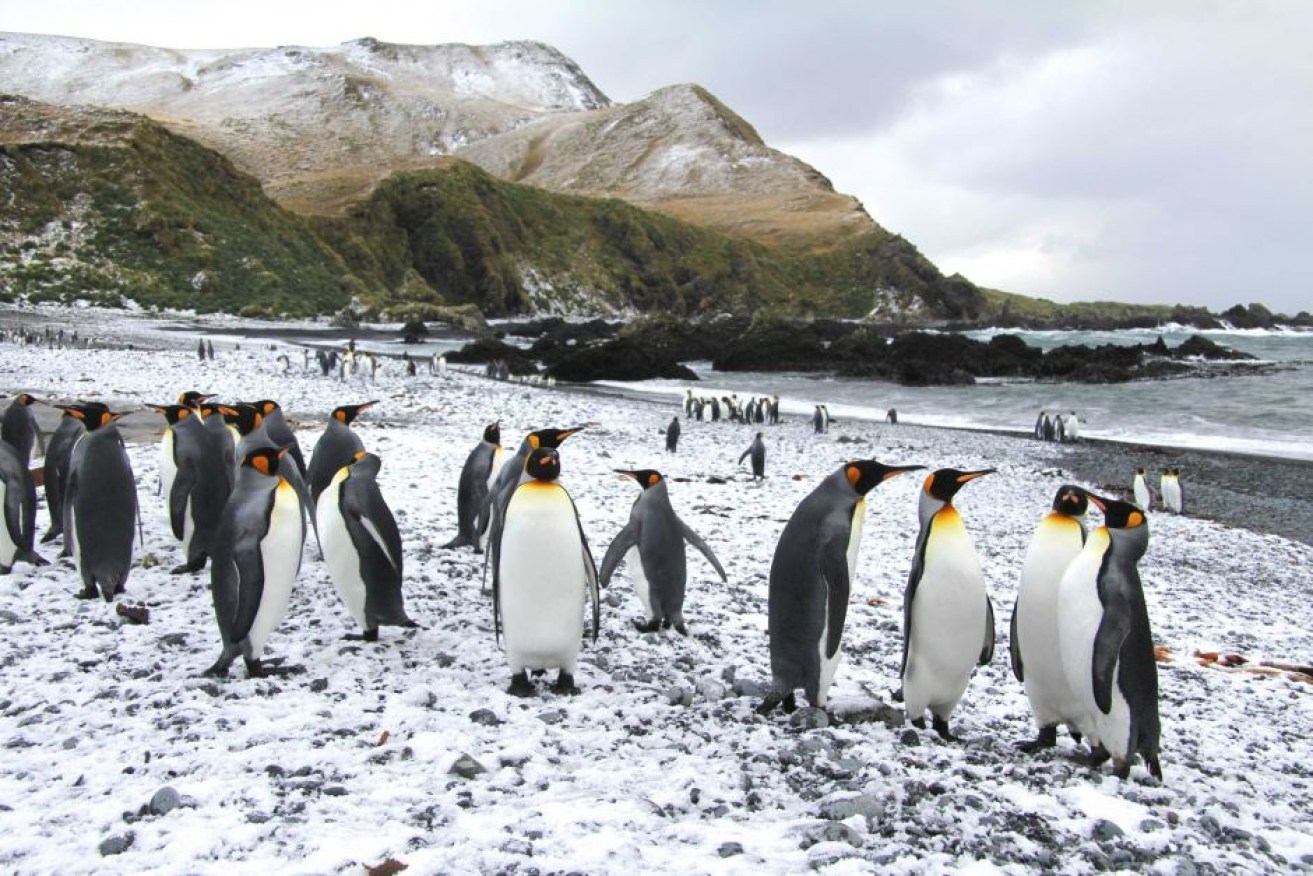 The federal government plans to triple the size of Macquarie Island Marine Park, home to vast congregations of wildlife living between Tasmania and Antarctica.