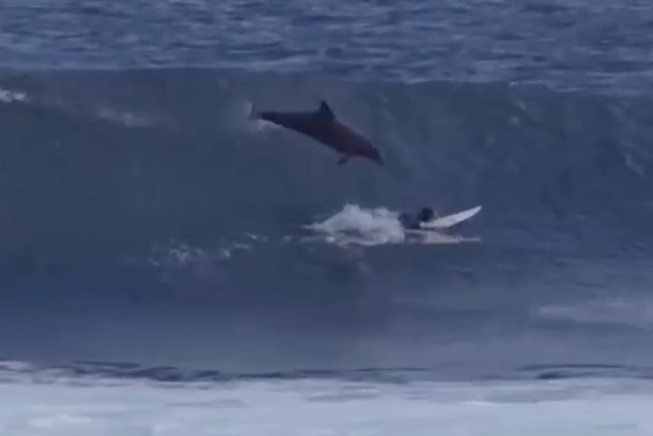 The dolphin leaps out of a wave onto the young board rider. 