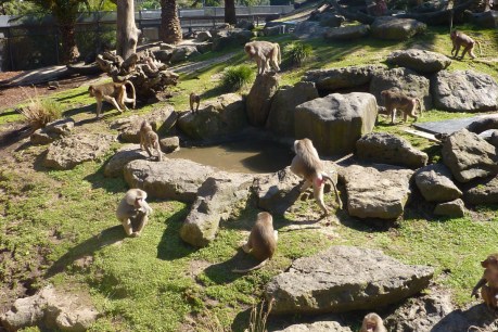 Melbourne Zoo welcomes NZ baboons for breeding