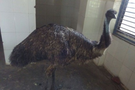 Indian animal refuge perplexed by emu arrival