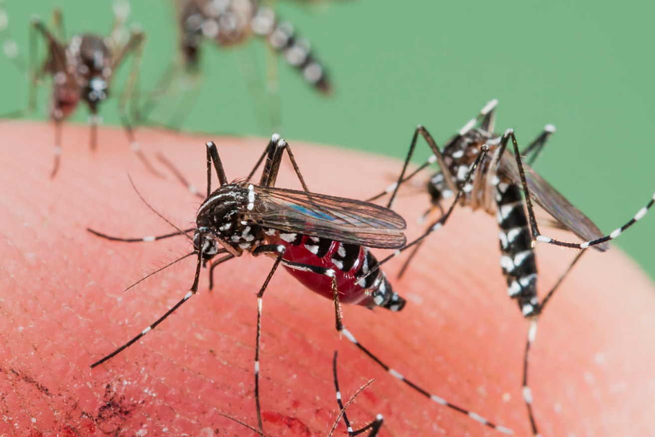 Recent floods, warmer weather and heavy rainfall are contributing to the unseasonably high number of mosquitoes.