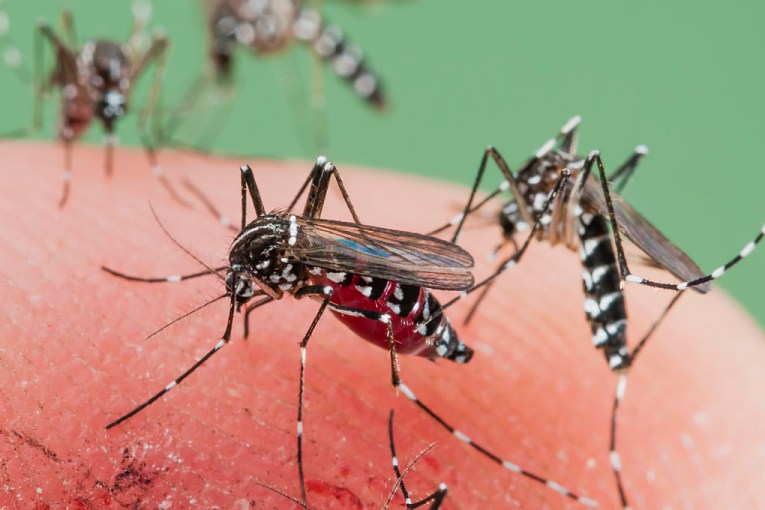 ‘Airport malaria’ is rare, but can be deadly