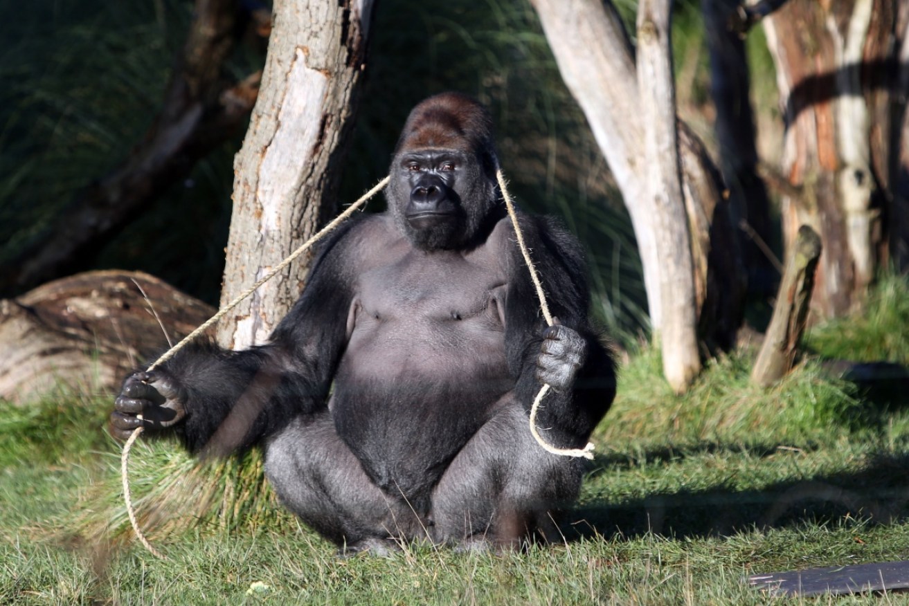 Male gorilla Kumbuka who escaped from his enclosure putting London Zoo on lock-down.