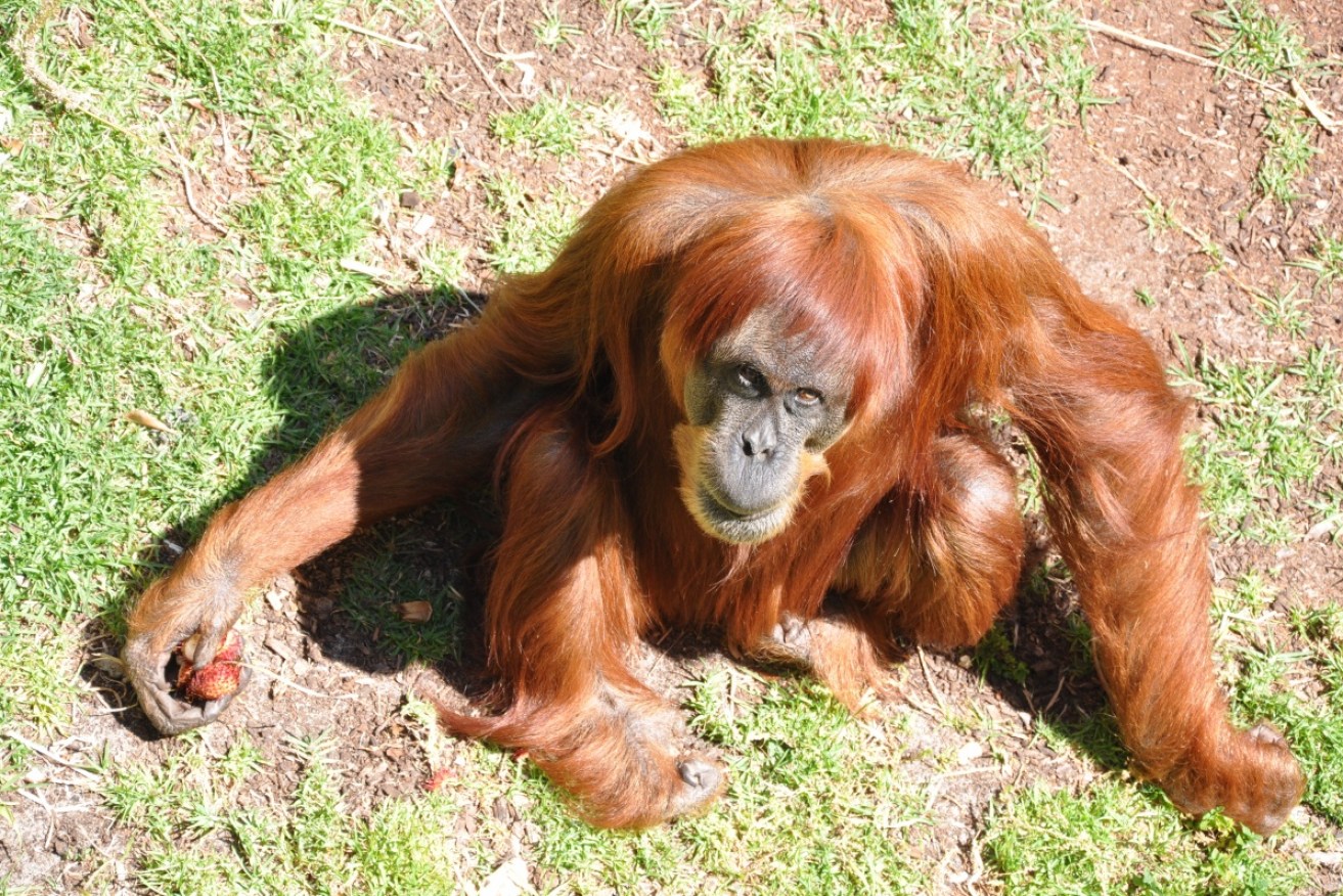 Puan's lineage extends far and wide with her descendants in zoos around the world.
