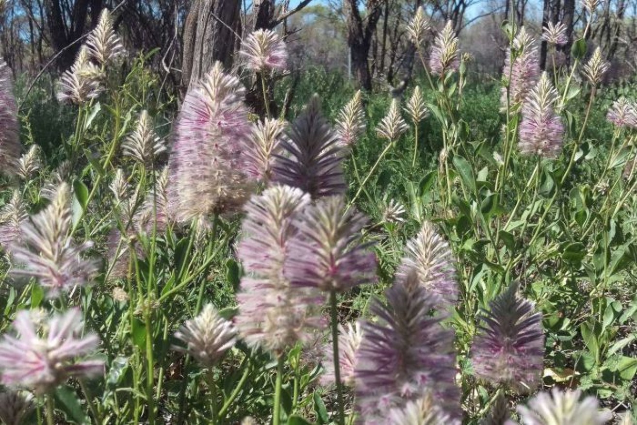 The purple foxtails provide a pop of colour against the green herbage and red dirt. 