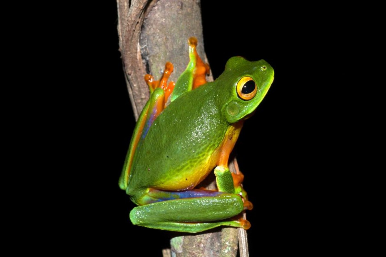 The Cape York graceful tree frogs usually live in trees and are hard to spot.
