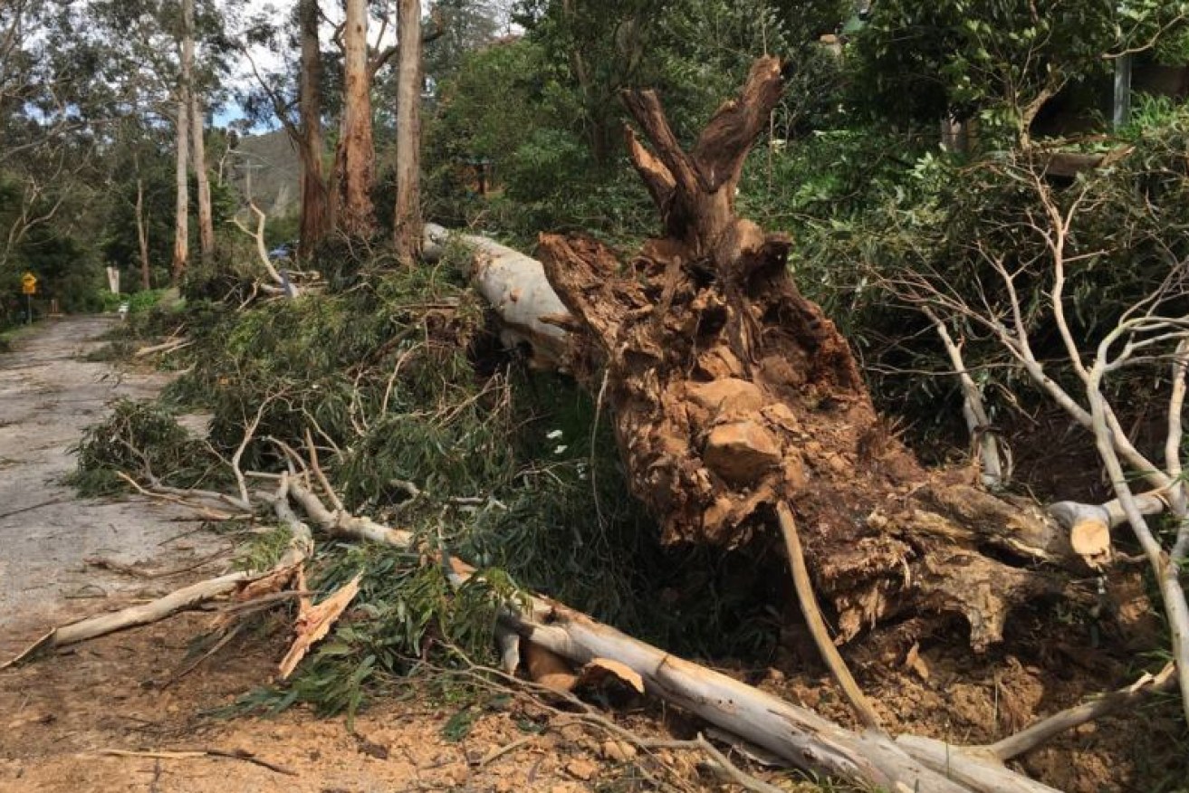 Locals said a number of trees had fallen in the high winds at Belgrave, in the Dandenong Ranges.