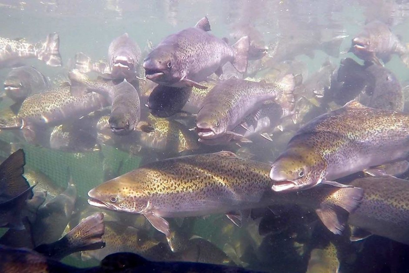 Fish in the Macquarie Harbour have been recorded as having very high stress levels.