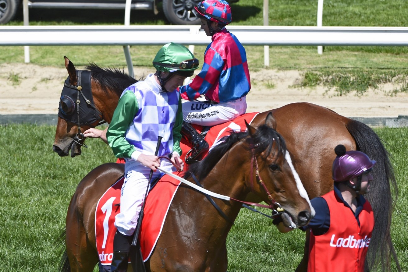Prince of Penzance, ridden by John Allen, broke down at Caulfield. The Prince's 2015 Melbourne Cup partner Michelle Payne (at rear) rode Dandy Gent in the race.