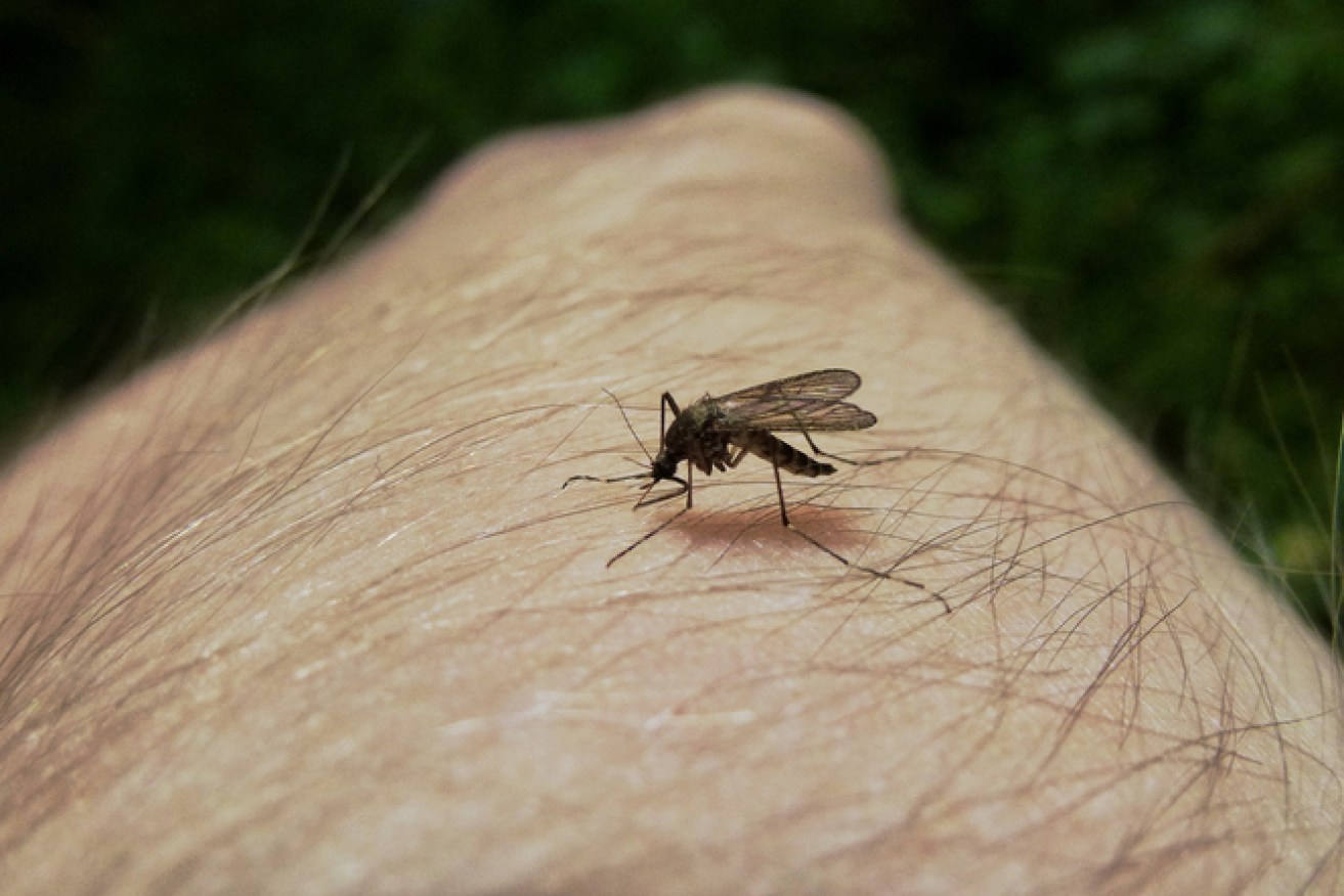 An early wet season has brought the mosquitoes with it. Photo: Getty